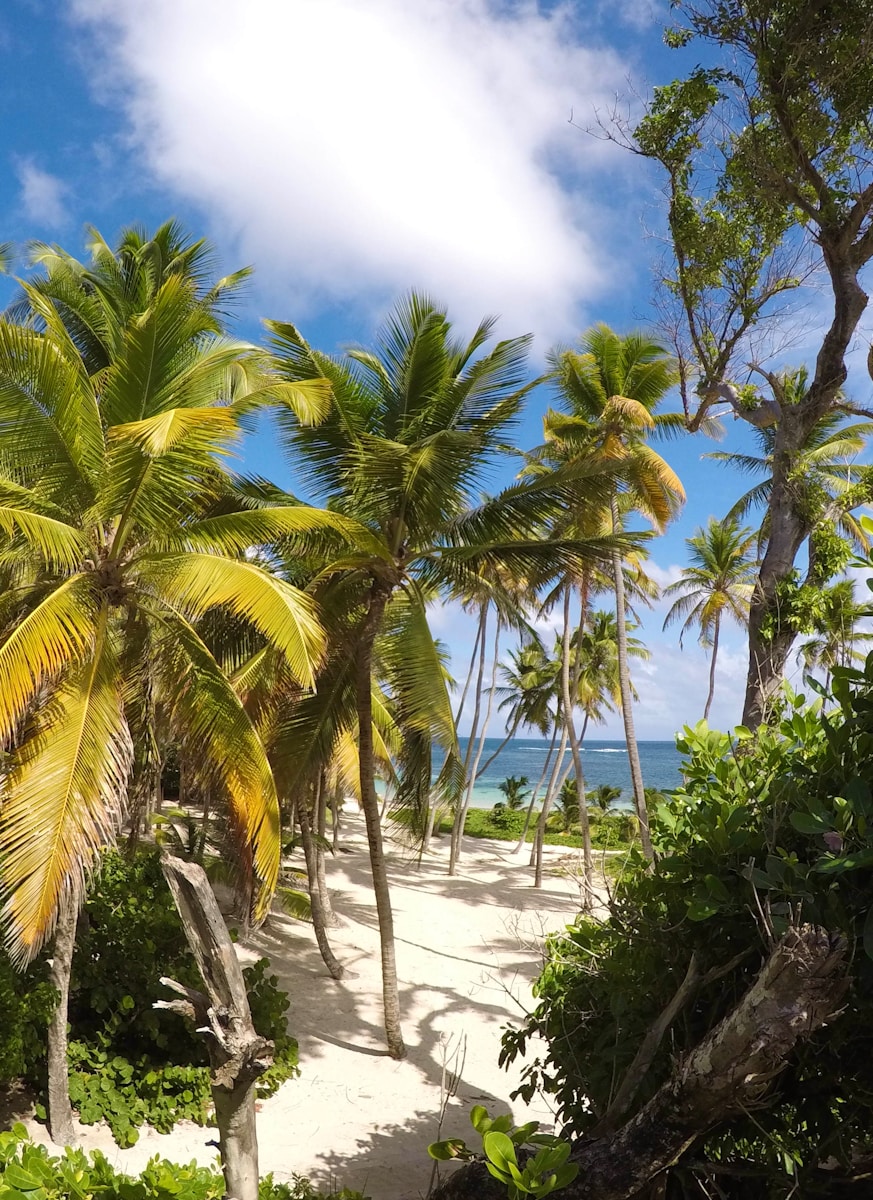 quand partir en Martinique